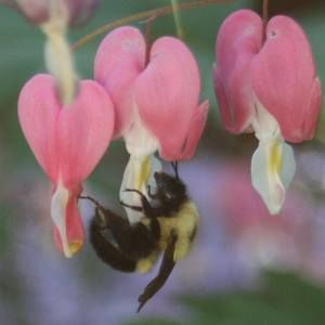 Meet your Posher, Robin